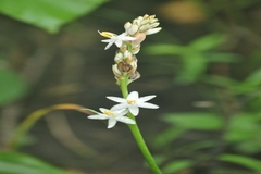 Chlorophytum breviscapum